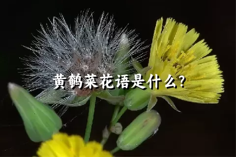 黄鹌菜花语是什么？