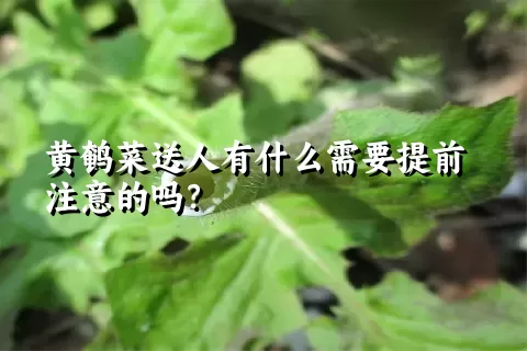 黄鹌菜送人有什么需要提前注意的吗？