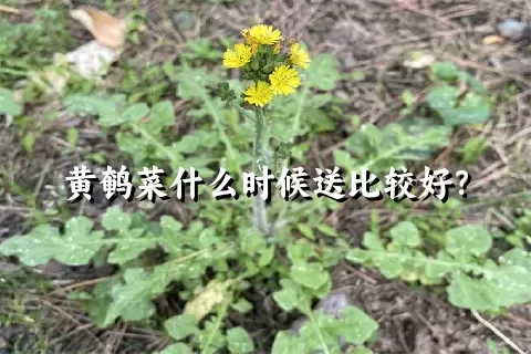 黄鹌菜什么时候送比较好？