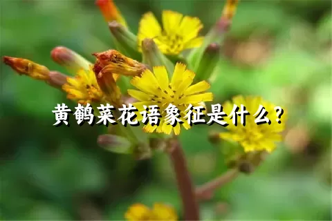 黄鹌菜花语象征是什么？