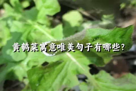 黄鹌菜寓意唯美句子有哪些？