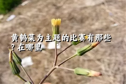 黄鹌菜为主题的比赛有那些？在哪里