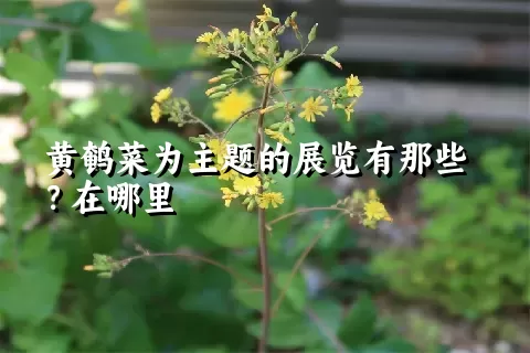 黄鹌菜为主题的展览有那些？在哪里