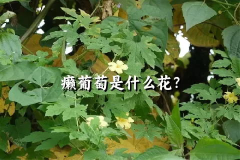 癞葡萄是什么花？