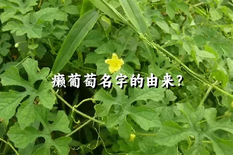 癞葡萄名字的由来？