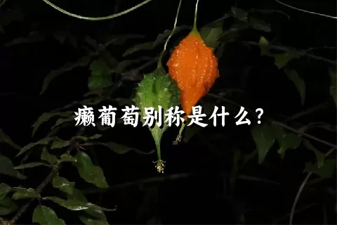 癞葡萄别称是什么？