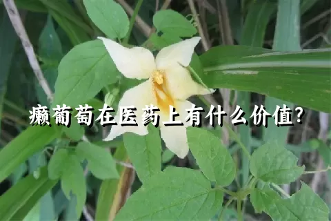 癞葡萄在医药上有什么价值？