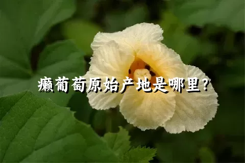 癞葡萄原始产地是哪里？