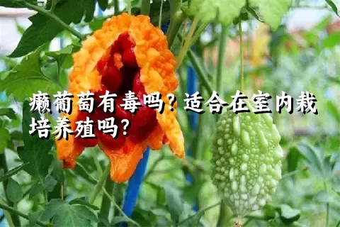 癞葡萄有毒吗？适合在室内栽培养殖吗？