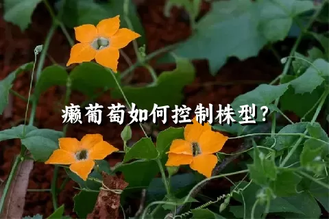 癞葡萄如何控制株型？