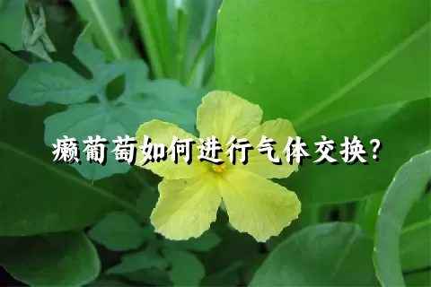 癞葡萄如何进行气体交换？