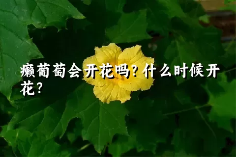 癞葡萄会开花吗？什么时候开花？