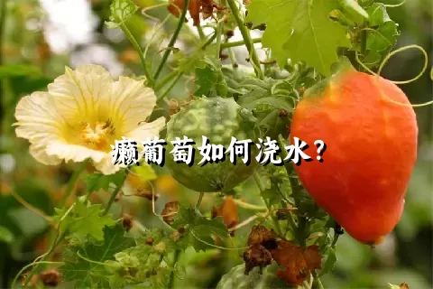 癞葡萄如何浇水？