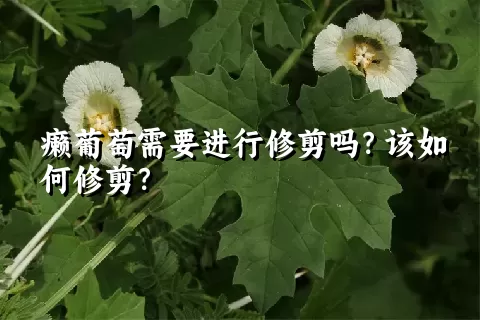 癞葡萄需要进行修剪吗？该如何修剪？