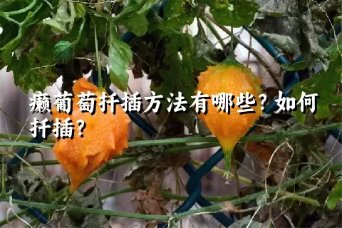 癞葡萄扦插方法有哪些？如何扦插？