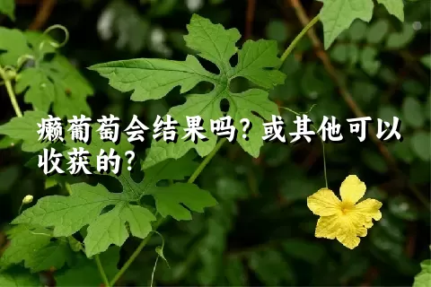 癞葡萄会结果吗？或其他可以收获的？