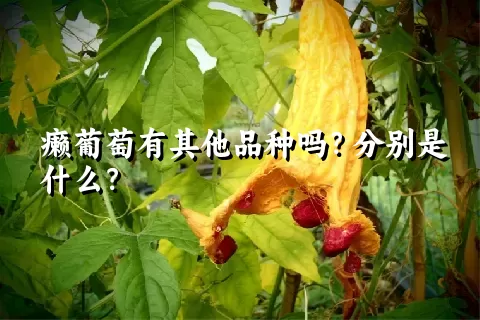 癞葡萄有其他品种吗？分别是什么？