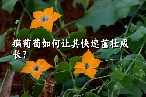 癞葡萄如何让其快速茁壮成长？