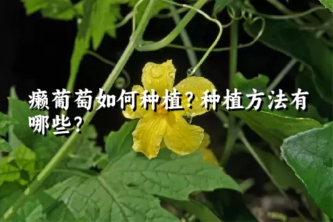 癞葡萄如何种植？种植方法有哪些？