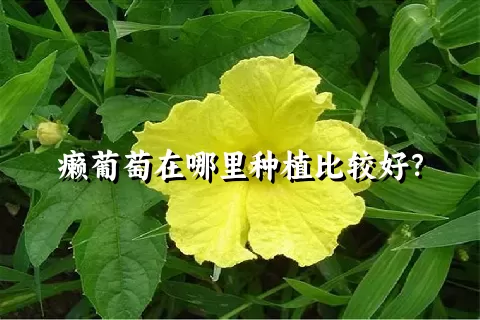 癞葡萄在哪里种植比较好？