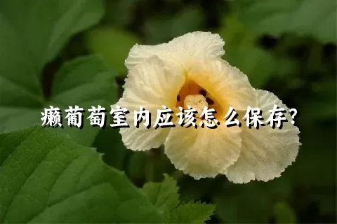 癞葡萄室内应该怎么保存？