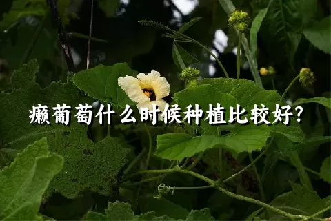 癞葡萄什么时候种植比较好？