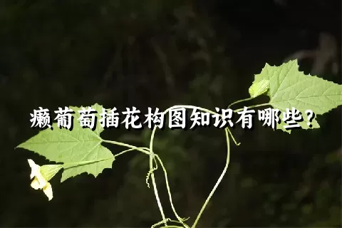 癞葡萄插花构图知识有哪些？