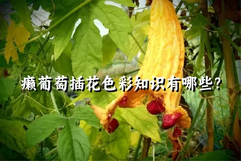 癞葡萄插花色彩知识有哪些？