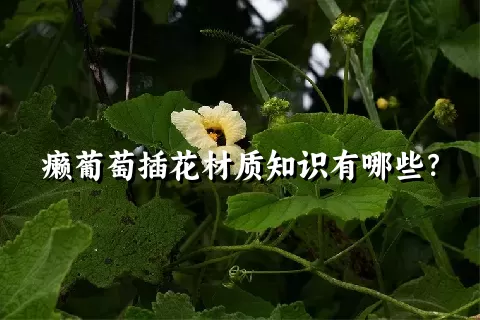 癞葡萄插花材质知识有哪些？