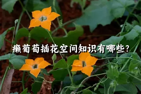 癞葡萄插花空间知识有哪些？