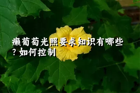 癞葡萄光照要求知识有哪些？如何控制