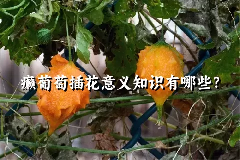 癞葡萄插花意义知识有哪些？