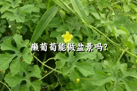 癞葡萄能做盆景吗？