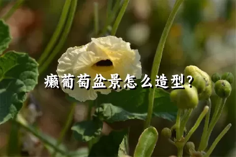 癞葡萄盆景怎么造型？