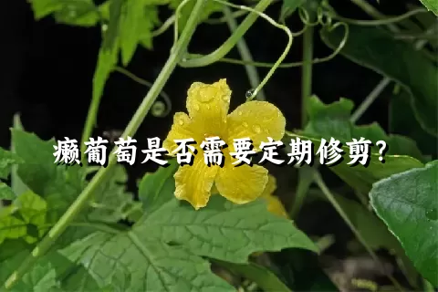 癞葡萄是否需要定期修剪？