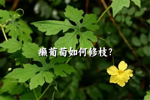 癞葡萄如何修枝？