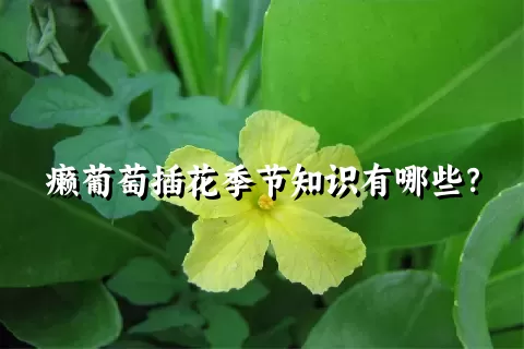 癞葡萄插花季节知识有哪些？