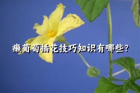 癞葡萄插花技巧知识有哪些？