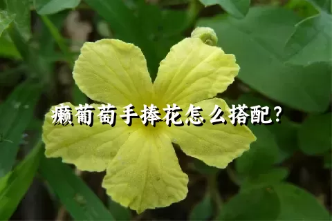 癞葡萄手捧花怎么搭配？