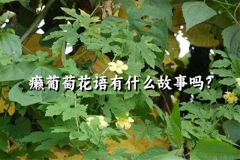 癞葡萄花语有什么故事吗？