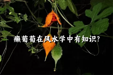 癞葡萄在风水学中有知识？