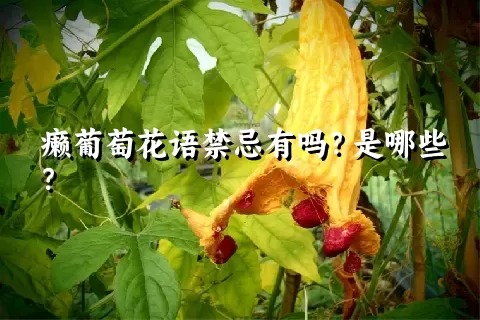 癞葡萄花语禁忌有吗？是哪些？