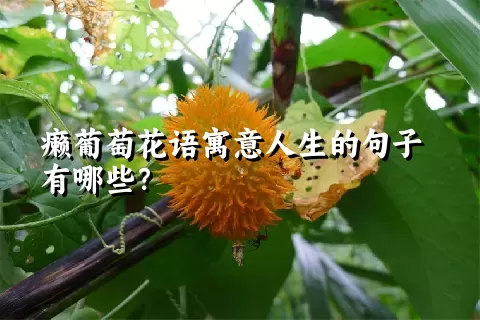 癞葡萄花语寓意人生的句子有哪些？