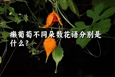 癞葡萄不同朵数花语分别是什么？