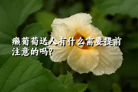 癞葡萄送人有什么需要提前注意的吗？