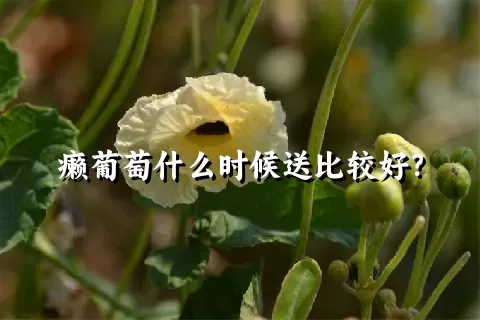 癞葡萄什么时候送比较好？