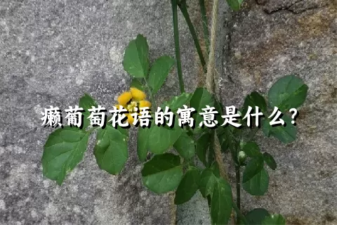 癞葡萄花语的寓意是什么？