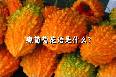 癞葡萄花语是什么？