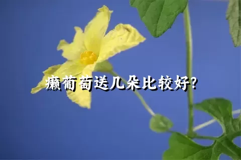 癞葡萄送几朵比较好？