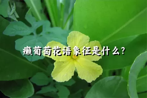 癞葡萄花语象征是什么？